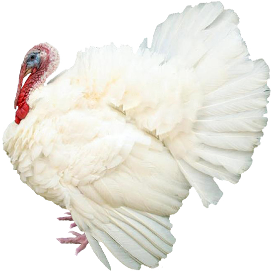 Large White Turkey